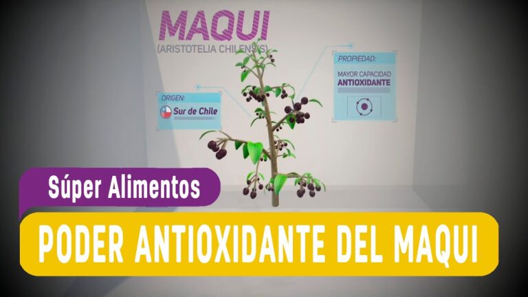 Beneficios de los T&eacute;s Antioxidantes con Superalimentos
